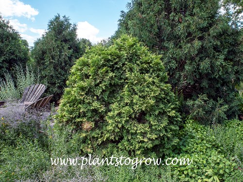 Thuja cristata Argenteovariegata